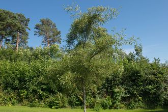 Schwarzerle - Alnus glutinosa 'Imperialis' Säulenbaum