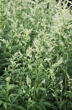 Alsem - Artemisia lactiflora 'Elfenbein'