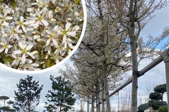 Hoogstam Amerikaans krentenboompje - Amelanchier lamarckii - Grote boom
