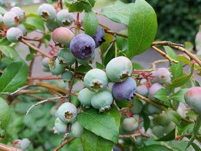 Blauwe bes - Vaccinium corymbosum 'Bluecrop'