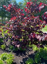 Judasboom - Cercis canadensis 'Forest Pansy'