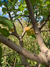 Amerikaanse pruim - Prunus americana
