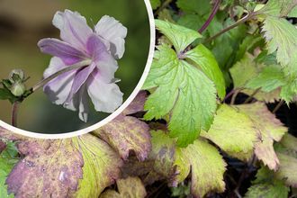 Anemone - Anemone 'Träumender Schwan'