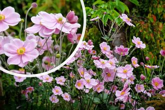 Blattanemone - Anemone × hybrida 'Elegans'