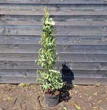 Portugese laurier - Prunus Lusitanica 'Angustifolia' 100-125cm