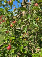 Apfelbaum - Malus domestica Hecke