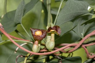 Pfeifenblume - Aristolochia durior