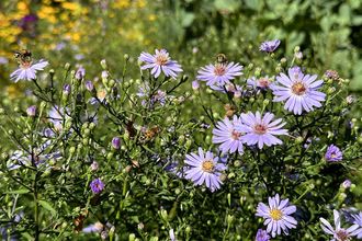 Herfstaster - Aster x frikartii 'Jungfrau'