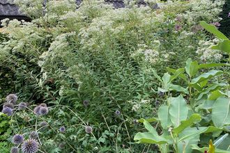 Aster - Aster umbellatus