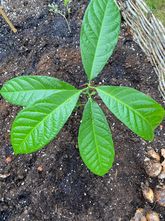 Avocado-Pflanze - Persea americana
