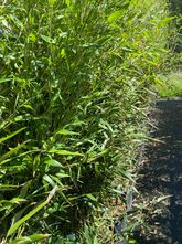 Bamboe - Phyllostachys Bissetii (woekerende soort)