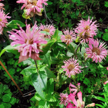 Bergamotte-Pflanze - Monarda 'Croftway Pink'