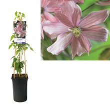 Bosrank - Clematis montana 'Fragrant Spring'