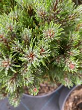 Latschenkiefer - Pinus Mugo 'Heideperle'