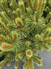 Bergden - Pinus mugo 'Columbo'