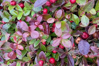 Bergthee - Gaultheria procumbens 'Very Berry'