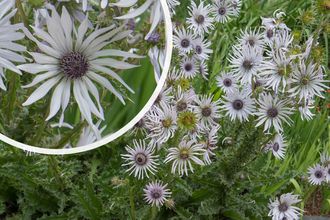 Afrikaanse reuzendistel - Berkheya purpurea