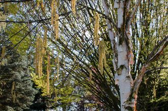Chinesische Birke - Betula albosinensis 'Fascination'