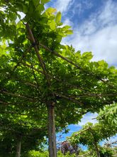 Hainbuchenbaum - Carpinus betulus