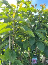 Beverboom - Magnolia 'Livingstone'
