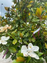 Beverboom - Magnolia grandiflora 'Francois Treyve'
