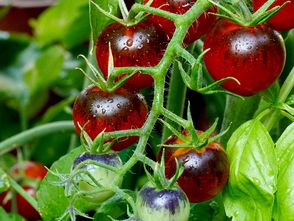Black cherry tomaat - Solanum lycopersicum