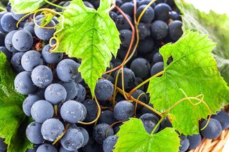 Blaue Weintraube - Vitis vinifera 'Muscat Bleu