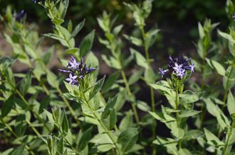 Blauwe ster - Amsonia orientalis