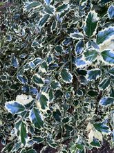 Bonte hulst - Ilex aquifolium