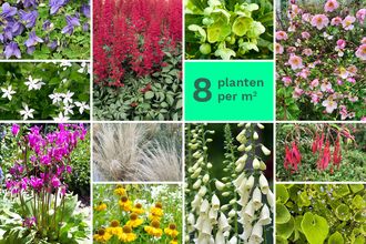 Borderpakket Aanbieding Fantasie - Kleurrijke vaste planten mixpakket - halfschaduw - per m2