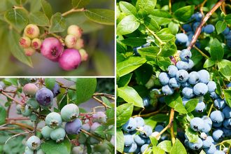 Fruitpakket Hansje - Blauwe bessen planten combinatie - vanaf 1m2