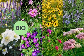 Borderpakket Ron - Hele jaar bloeiend biologisch vaste plantenmix - Kleurrijk - zon & halfschaduw - per m2