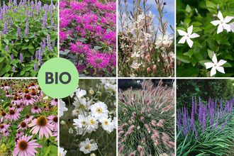 Borderpakket Luca - smalle border biologische vaste planten mix - volle zon & halfschaduw - blauw, paars, roze & wit