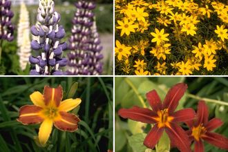 Borderplan Hanne - Vaste planten borderpakket - Meerkleurige bloemen - Zon