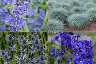 Borderpakket Thomas - Vaste planten mix, blauwe bloemen - Halfzon