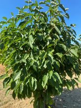 Waldmagnolie - Magnolia acumininata