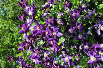 Waldrebe - Clematis 'Jackmanii'