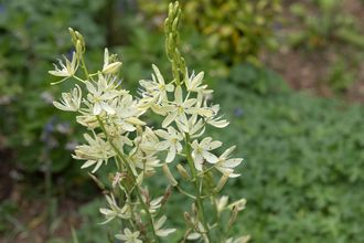 Prairielelie - Camassia leichtlinii 'Alba'