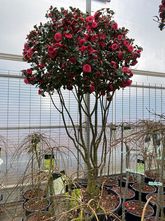 Meerstammige Japanse Roos - Camellia japonica