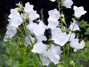 Klokjesbloem - Campanula persicifolia 'Alba'