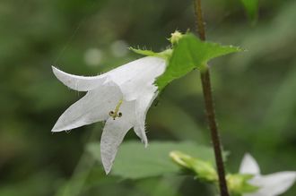 Ruig Klokje - Campanula trachelium 'Alba'