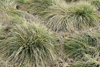 Zegge - Carex comans 'Frosted Curls'