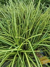 Gewöhnliche Segge - Carex oshimensis 'Evergold' TIP