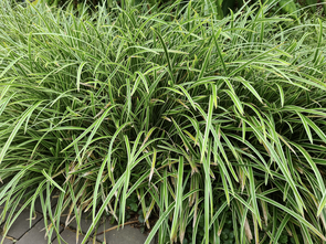 Gewöhnliche Segge - Carex morrowii 'Variegata