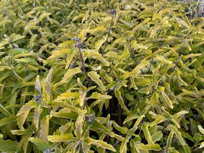 Baardbloem - Caryopteris × clandonensis 'Hint Of Gold'