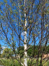 Chinesische Birke - Betula albosinensis