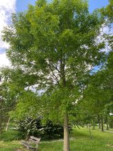Chinese es - Fraxinus chinensis