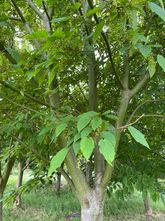 Chinese esdoorn - Acer davidii - Zuilboom