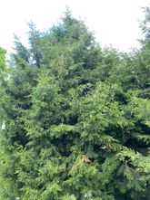 Chinese jeneverbes - Juniperus chinensis 'Blaauw'