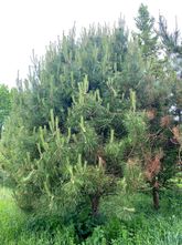 Chinesische Pechkiefer - Pinus bungeana